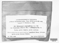 Rhizocarpon geographicum image